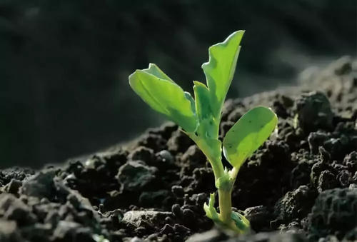 土壤養(yǎng)分肥料速測(cè)儀